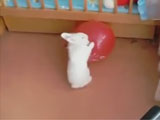 Rabbit Gets Scared and Confused